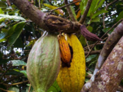 Ghana’s Cocoa Industry Faces Crisis: CFAG Urges Emergency Measures Ghana's Cocoa Industry