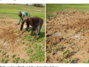 Irrigation of a Hectare of Farmland Costs $40,000—GIDA Irrigation