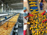 Africa’s Food Processing Industry Encouraged to be More Innovative food processing industry