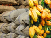 Cocoa prices soar to GH¢48,000 per tonne,a 45% increase cocoa