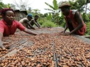 Bawumia pledges free tertiary education for the children of cocoa farmers.