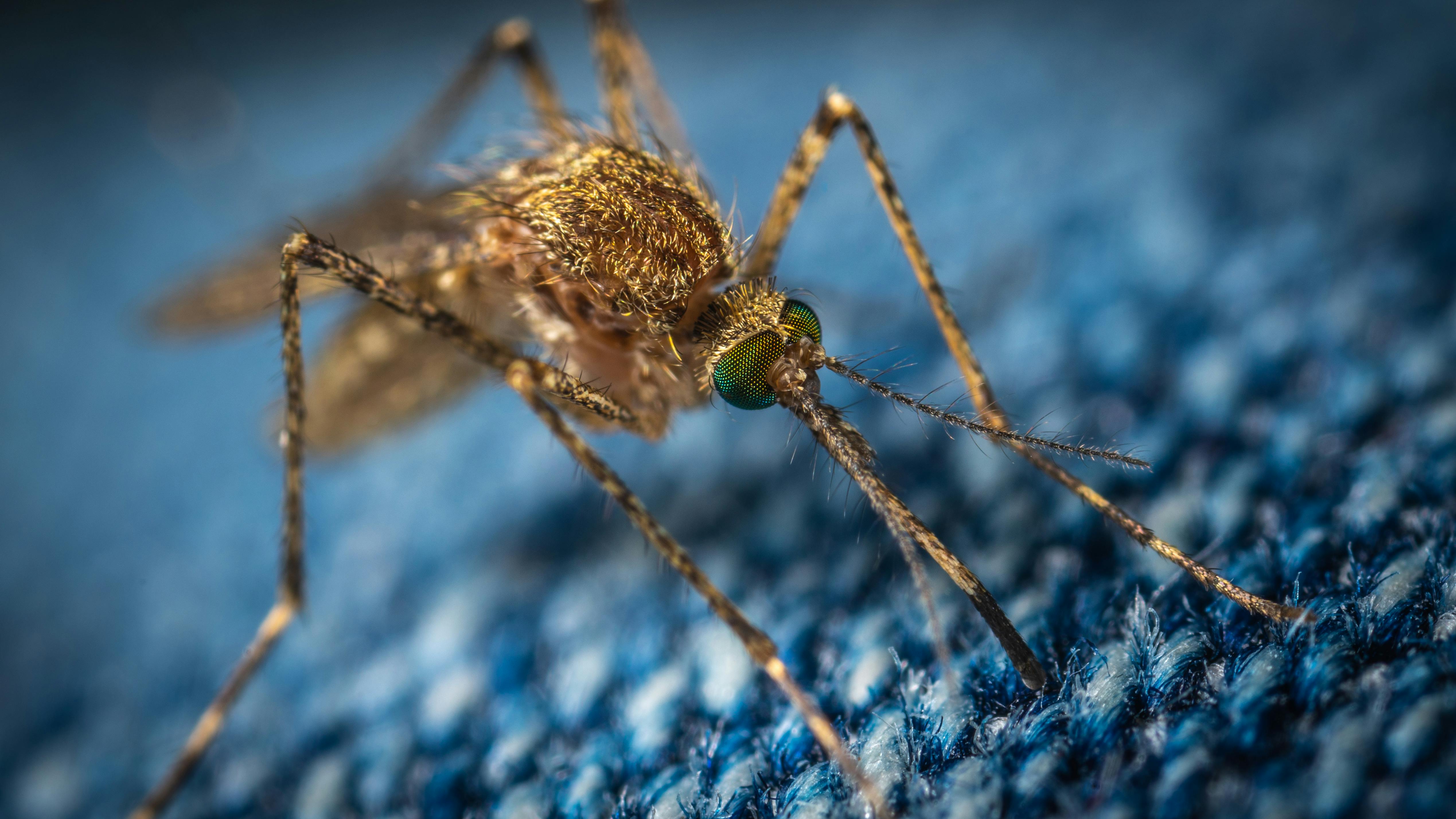 pexels-ekamelev-1685610 mosquitoes