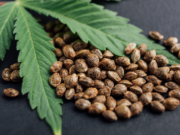 Successful applicants will soon receive approval to begin cannabis operations—NACOC. cannabis licenses to be rolled out soon
