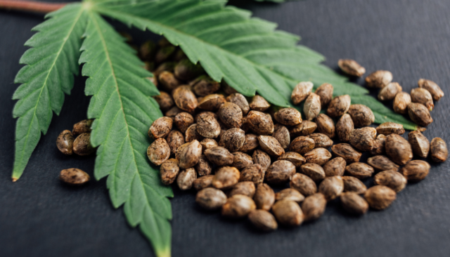 medicinal hemp cannabis licenses to be rolled out soon