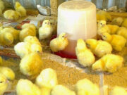 Government Targets 7 Million Birds Under Nkoko Nkitinkinti Poultry Programme nkoko nkintinkiti initiative