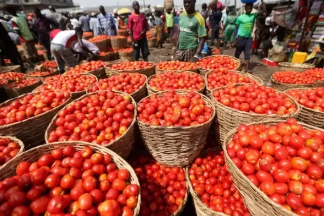 tomato shortage tomato exports resume