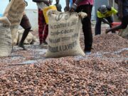 Four Arrested in Bono Region Over Alleged Cocoa Smuggling cocoa
