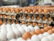 Ghana eyes egg powder production to solve recurring glut egg glut in ghana