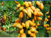 COCOBOD Maintains Producer Price for 2025/2026 light crop season COCOBOD