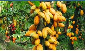 COCOBOD COCOBOD