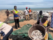 FDA seizes contaminated fish at Tema Newtown The Food and Drugs Authority (FDA) confiscated contaminated fish during a joint enforcement operation at the Tema Newtown fishing enclave