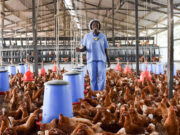 Nkoko Nkitinkiti Phase One Marred by High Bird Deaths
