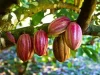 New Cocoa Prices to Be Unveiled Today by Government