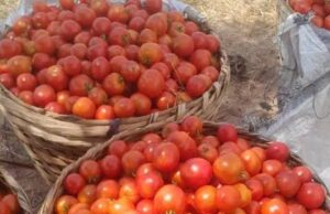 Tomato prices expected to ease as local harvest increases Consumers could see some relief from soaring tomato prices in the coming weeks as increased supplies from local farmers begin