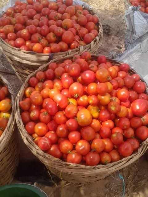Tomato prices Consumers could see some relief from soaring tomato prices in the coming weeks as increased supplies from local farmers begin