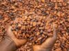 COCOBOD sets new cocoa producer price at GH¢42,400 for 2026/27 COCOBOD sets new cocoa producer price at GH¢42,400 for 2026/27