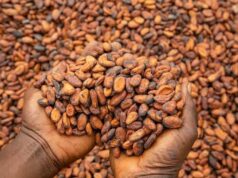 COCOBOD sets new cocoa producer price at GH¢42,400 for 2026/27 COCOBOD sets new cocoa producer price at GH¢42,400 for 2026/27