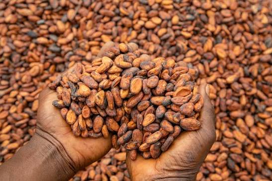 Ghana Cocoa Board COCOBOD sets new cocoa producer price at GH¢42,400 for 2026/27